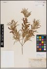 Foto von Salix exigua var. pedicellata (Andersson) Cronquist